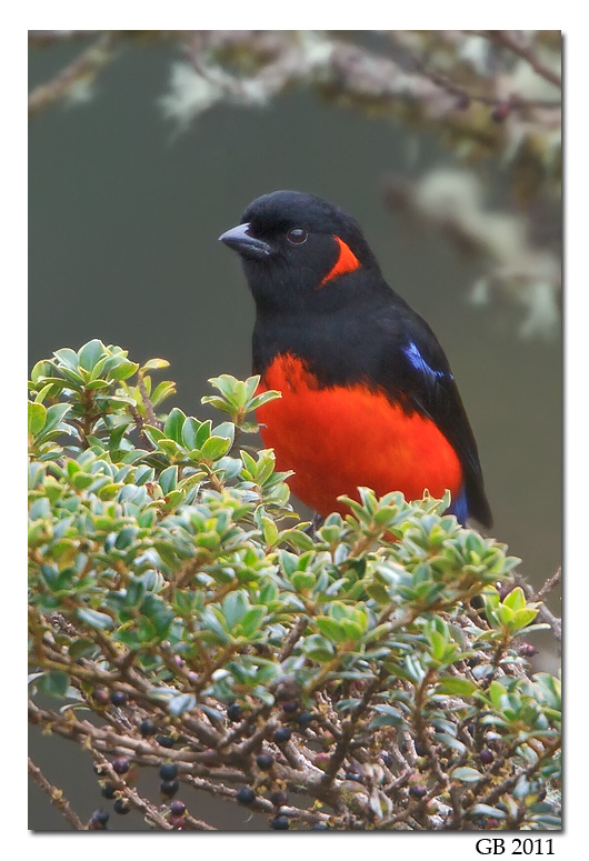 SCARLET-BELLIED MOUNTAIN TANAGER